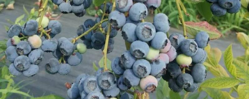 蓝莓种植方法与管理技术，适合哪些地区种植