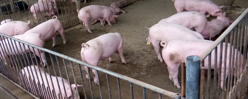 非洲猪瘟病毒在猪粪中能存活多久 非洲猪瘟在猪粪里能存活多久