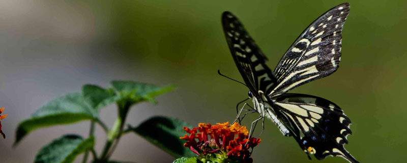 蝴蝶与蛾子的区别是什么 蛾子和蝴蝶的区别是什么