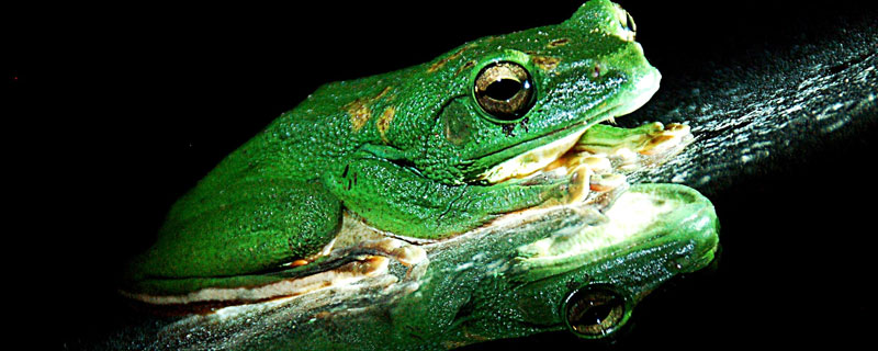 青蛙的舌头有什么特点 青蛙的舌头有什么特点图片