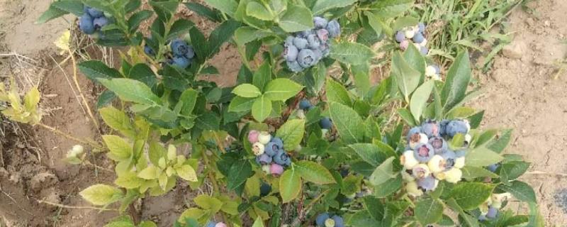 蓝莓树用什么土种植，附种植方法