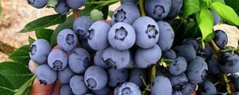 莱克西蓝莓的特点，适合在中国的哪些地方种植