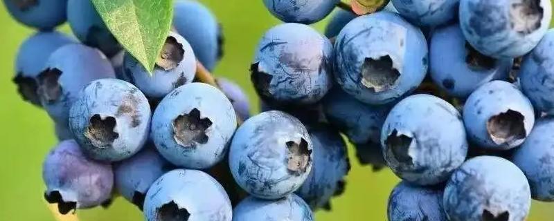 蓝莓常见的病虫害及预防措施（蓝莓常见病虫害防治方法）