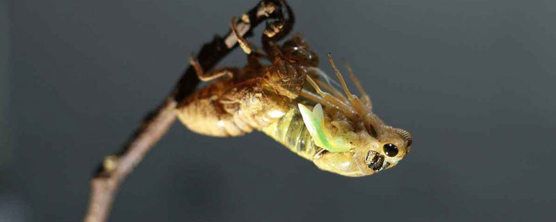金蝉养殖需要多长时间 人工饲养金蝉需要多长时间
