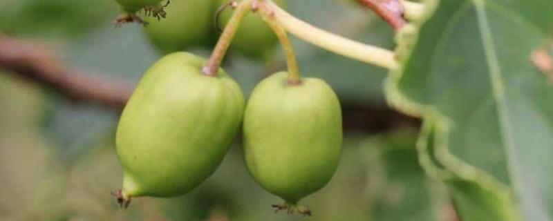 软枣猕猴桃产地，如何种植（猕猴桃软枣栽培）
