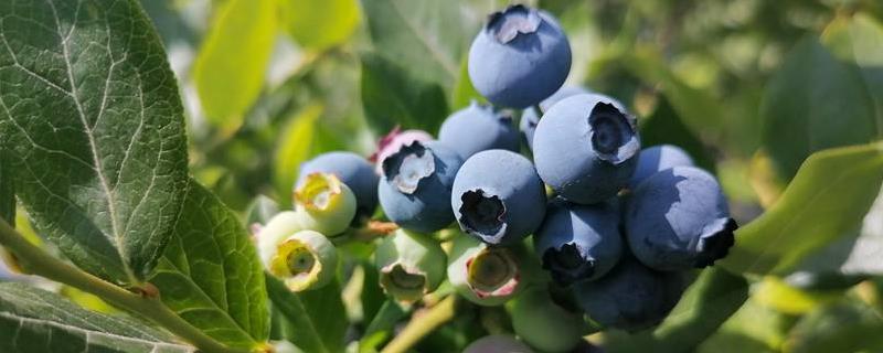 蓝莓几月长花苞，蓝莓种几年能结果