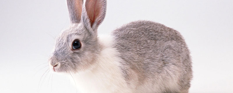 野兔喜欢什么时候活动 野兔什么时候活动比较频繁