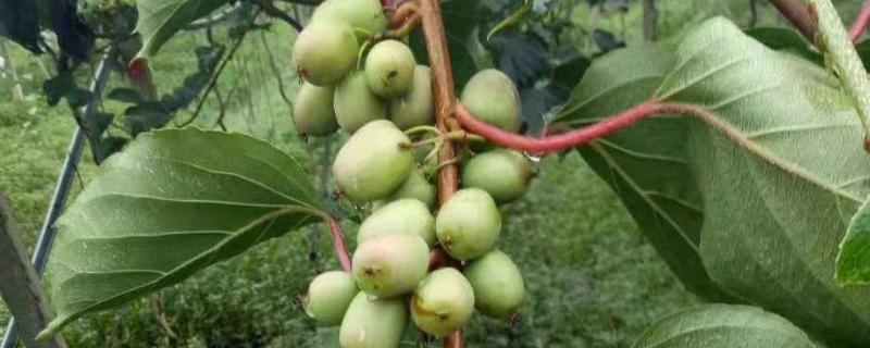 软枣猕猴桃哪个品种好，适合中国哪些地区种植