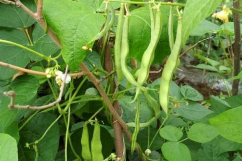 四季豆种植时间和方法温度