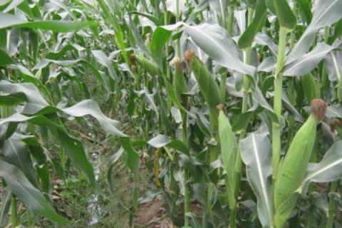 迪玉2号玉米种简介，适合哪里种植，产量如何