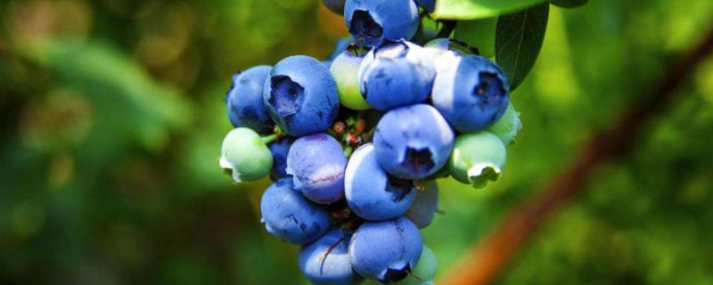 盆栽蓝莓的养殖方法和注意事项（盆栽蓝莓的养殖方法和注意事项图片）