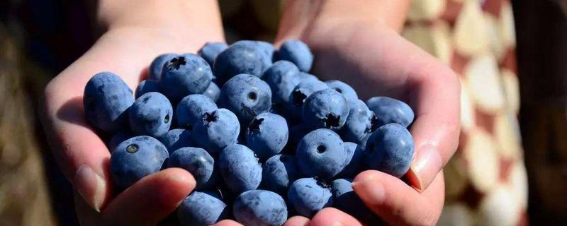 黑加仑和蓝莓有什么区别，黑加仑种植几年结果