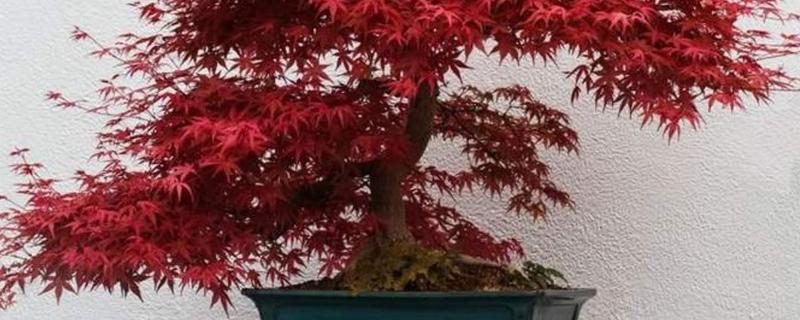盆栽红枫树种植方法和注意事项 盆栽红枫树养护方法