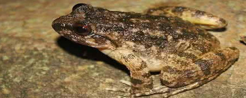 石蛙在什么温度会活动 石蛙冬眠温度