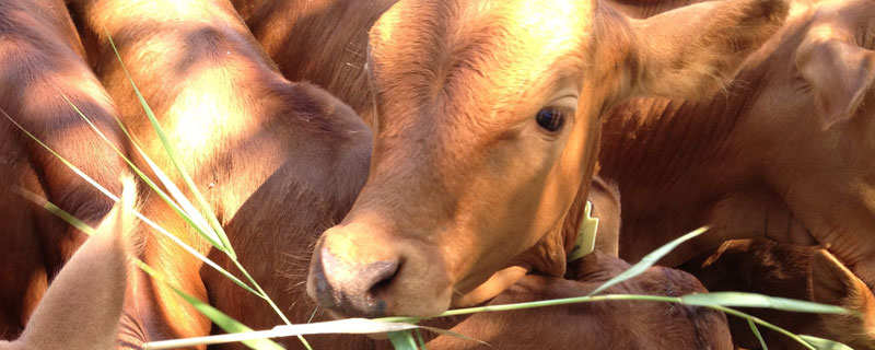 繁殖母牛一天喂多少料（母牛一天喂多少饲料）