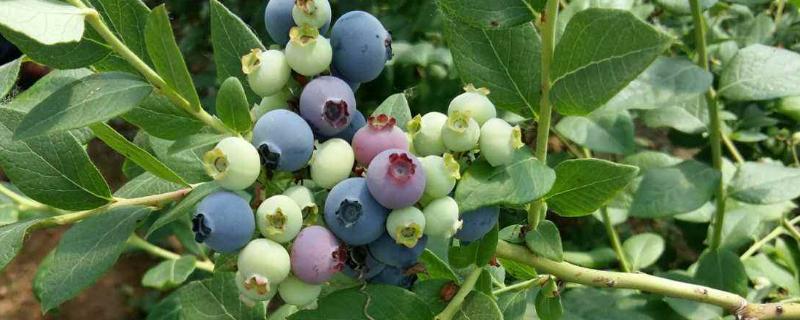 蓝莓的种植时间，适合什么环境种植（蓝莓的种植时间,适合什么环境种植呢）