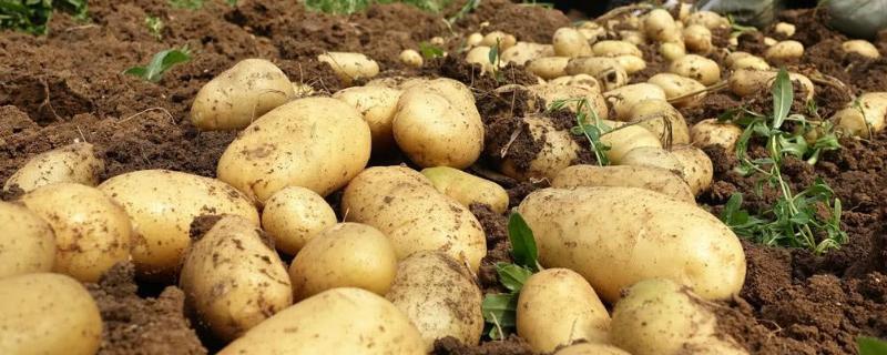 马铃薯生长条件，附种植方法（马铃薯种植条件及技术要点）