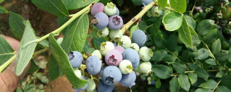 蓝莓北方能种植吗，附种植方法 蓝莓北方能种植吗,附种植方法视频
