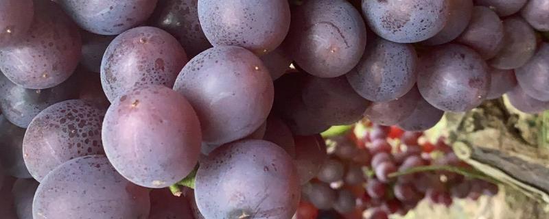 怎样培植葡萄更好，葡萄一般什么季节成熟