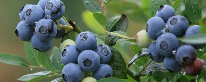 蓝莓没熟怎么催熟，蓝莓如何挑选 蓝莓没成熟