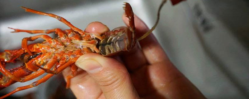 龙虾去虾线方法，附龙虾的食用方法 去龙虾线的简单方法
