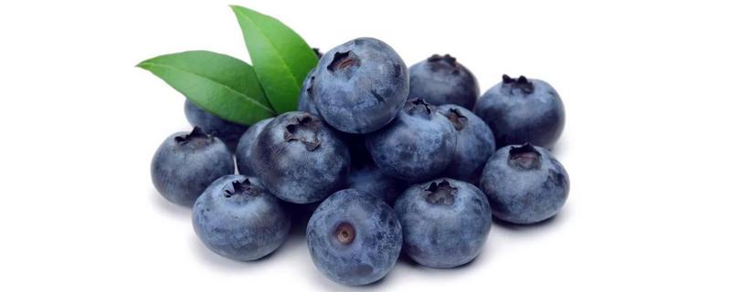 蓝莓成熟期是几月份，蓝莓的果肉是什么颜色的，如何保存