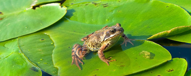 青蛙可以在水里生活吗（青蛙能在水里生活吗?）