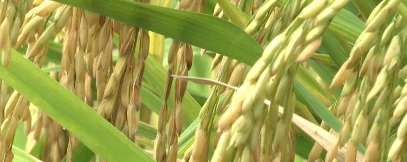 稻谷和水稻一样吗，稻谷的出米率大概是多少