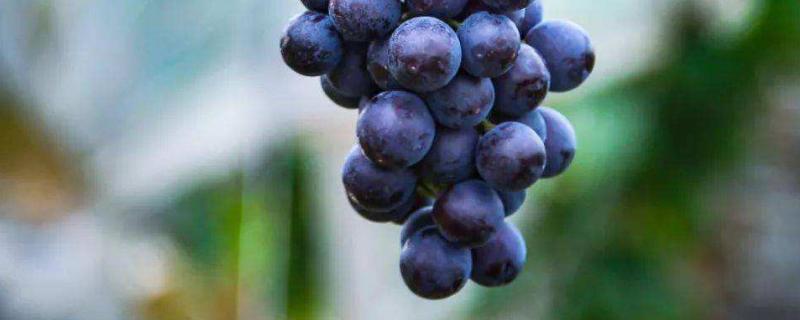 葡萄的生殖方式，附葡萄常见的品种 葡萄的生殖方式是出芽生殖吗
