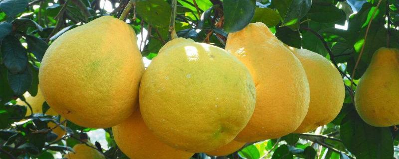 沙田柚为什么叫沙田柚，和香柚有何区别