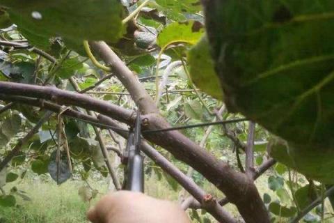 猕猴桃树怎么修剪，猕猴桃种植几年可以结果