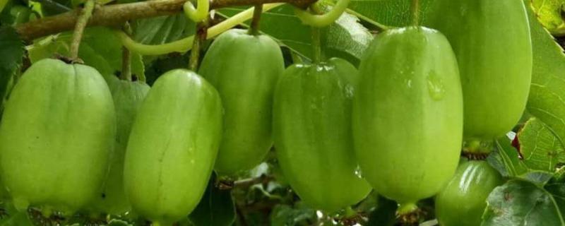 软枣猕猴桃的缺点，附种植方法 软枣猕猴桃的缺点,附种植方法是什么