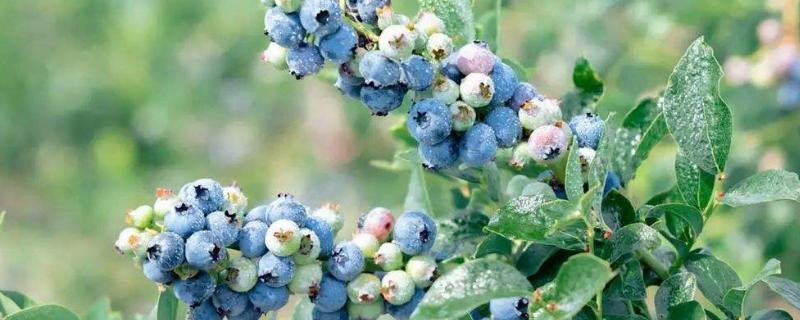 蓝莓露天种植可以吗，附种植方法（蓝莓可以露天过冬吗）