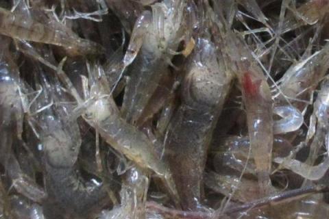 养殖的虾有激素吗