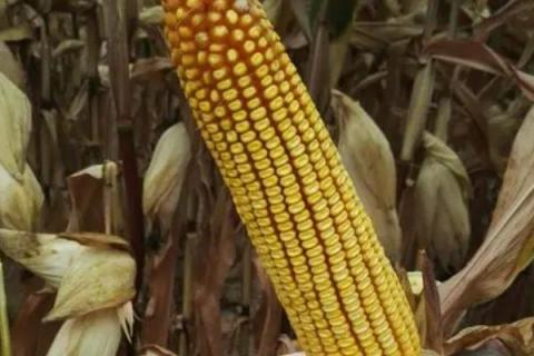 秋乐368玉米种简介，适合哪里种植，产量如何