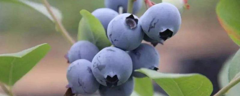 蓝莓适合在哪里种植，附种植方法