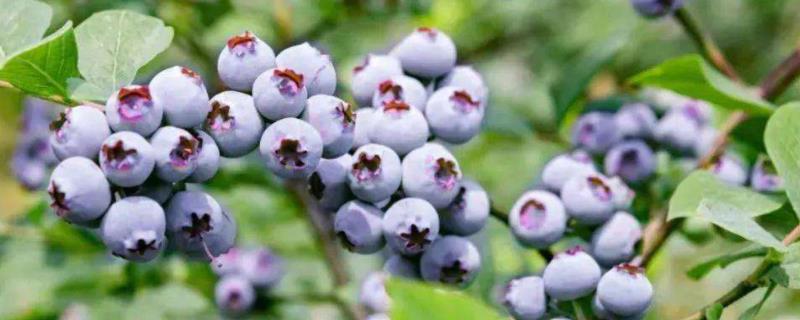 蓝莓生长周期，蓝莓种几年能结果（蓝莓生长周期,蓝莓种几年能结果子）