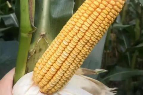 汉单229玉米种简介，适合哪里种植，产量如何