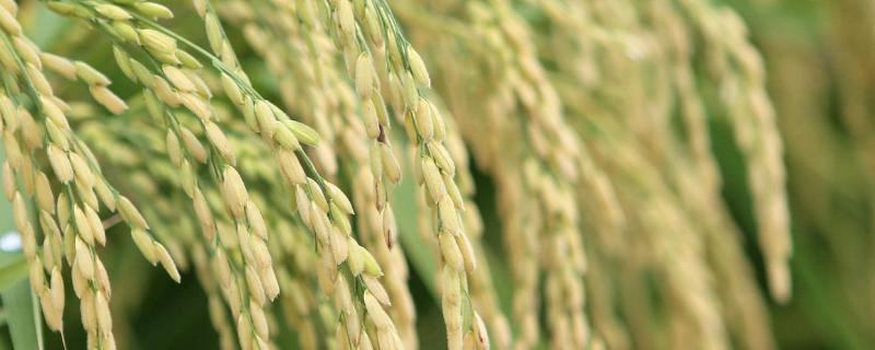 通育335水稻品种，附简介