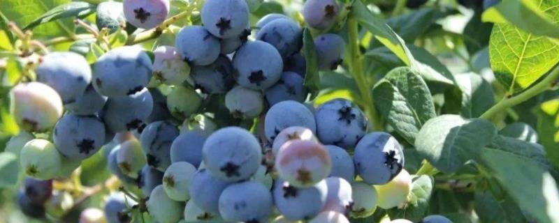 蓝莓从开花到成熟需要多长时间，蓝莓是什么季节的水果