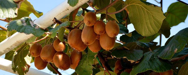 猕猴桃属于热带水果吗，适合哪些地区种植