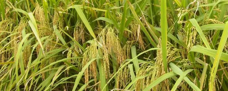 水稻和小麦哪个播种范围更广，常见的播种方式有哪些