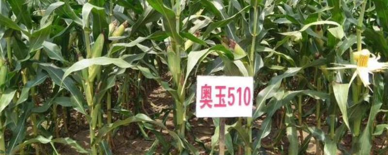 奥玉510玉米种简介，适合哪里种植，产量如何