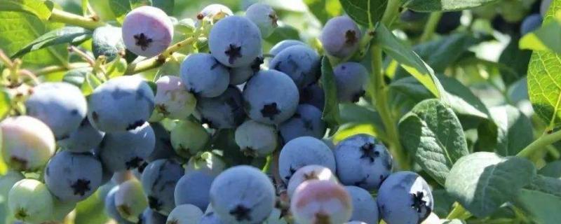 蓝莓在南方可以种植吗，附种植方法（蓝莓在南方可以种植吗,附种植方法视频）