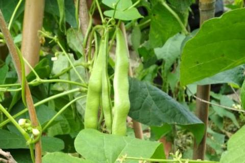 四季豆种植时间和方法温度