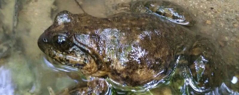 石蛙蝌蚪养殖方法