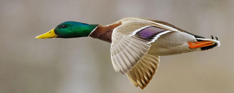 野鸭是国家几级保护动物 野鸭有哪些品种不是二级保护动物