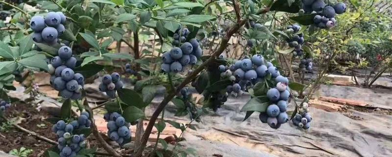 蓝莓新品种云雀和法新 蓝莓云雀和什么蓝莓好