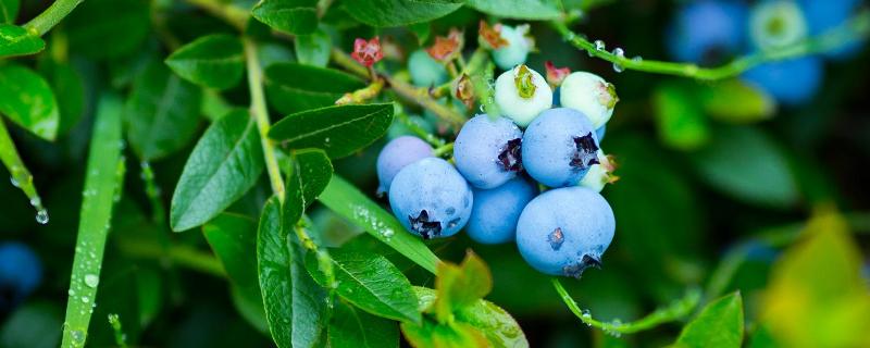 蓝莓保存时间和方法，蓝莓如何挑选 蓝莓存放时间及方法