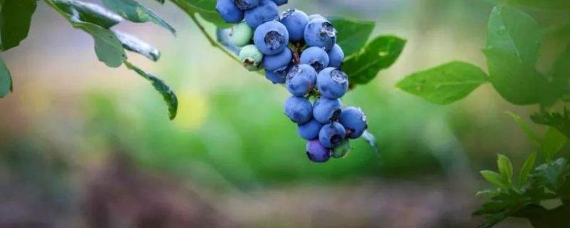 顶架蓝莓品种介绍